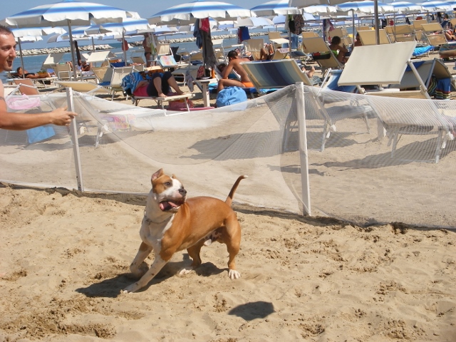 spiagge cani viserba bagno egisto 38